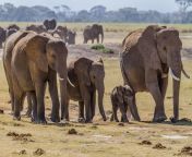 20 high resolution elephant pictures no 3 african elephants jpgw3000 from eliphentse