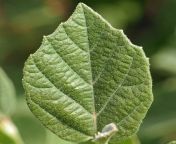 pubescent stellate fothergilla gardenii leaf may mmf jpgresize800800ssl1 from pubescent