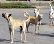 stray dogs maul toddler to 1529307206 jpegfit715476ssl1 from bihar aunty xxx doog and seksy xx