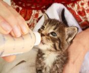 bottle feeding kitten.jpg from kitty need milk