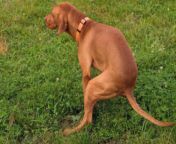 tan dog pooping on grass picture id91813795.jpg from dogs po
