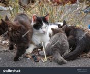 stock photo breast feeding of stray cats cats breastfeeding 1128045350.jpg from breastfeeding cat petsex com siterip