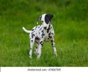 adorable dalmatian dog outdoors summer 260nw 674067349.jpg from adorable dalmatian outdoors royalty free image 486407534 1560958706 jpgcrop0 670xw1 00xh0 0622xw0resize480