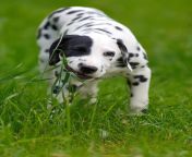 adorable dalmatian dog outdoors summer 407837 1844.jpg from adorable dalmatian outdoors royalty free image 486407534 1560958706 jpgcrop0 670xw1 00xh0 0622xw0resize480