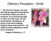 olfactory perception smell n.jpg from smell ma