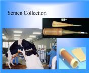 semen collection l.jpg from semen collection artificial insemination