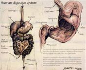 human digestive system by krisukoo dek8asz fullview jpgtokeneyj0exaioijkv1qilcjhbgcioijiuzi1nij9 eyjzdwiioij1cm46yxbwojdlmgqxodg5odiynjqznznhnwywzdqxnwvhmgqynmuwiiwiaxnzijoidxjuomfwcdo3ztbkmtg4otgymjy0mzczytvmmgq0mtvlytbkmjzlmcisim9iaii6w1t7imhlawdodci6ijw9nziwiiwicgf0aci6ilwvzlwvndu4otdkndktzwexos00ndkxltlizdutztk4nti1yzmyzdm4xc9kzws4yxn6ltvjzdywy2e5ltjhzgqtngfimi1iodfhlwnhmdvlmda3yzbmoc5wbmcilcj3awr0aci6ijw9mtayncj9xv0simf1zci6wyj1cm46c2vydmljztppbwfnzs5vcgvyyxrpb25zil19 vxocgtt0yugednx9mfns34g9t jeakvo8hgcgmipue8 from guro digestion
