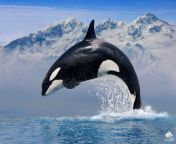 orca killer whale breach winter.jpg from wal