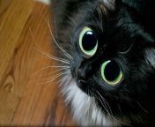 1 big eyed cat begging berkehaus photography.jpg from eyed