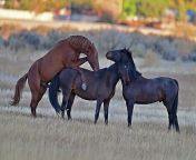 the awesome threesome horse sex amazing action photography.jpg from hourse all sex