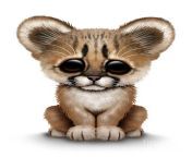 cute baby cougar cub jeff bartels.jpg from bush cute page cougarw