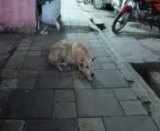 street dog in pune01 2 2024 02 087ba945df1af3cfdf255ed8ebc2aecf 1200x675 jpgimfitandfill1200675 from stray dogs 1200 jpg