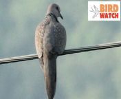 spotted dove.jpg from indian dove want