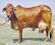 moga photo symbolic photo of sahiwal cow 8933d82a 1372 11e6 8267 dc0f985e6284.jpg from sahiwal