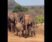 baby elephants fight over milk mom does not intervene in sibling rivalry watch 1644069931981 1644069937547.png from milk mim and ganguly full