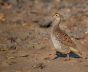 free photo of grey indian francolin walking jpeg from indian hd po