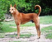 indian desi or indian pariah dog breed information facts and characteristics.png from hindi daog