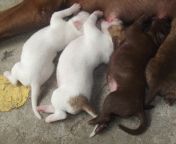 dog milk production.jpg from puppies get some milk