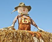 scarecrow on bale of hay.jpg from stw mon