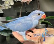 ringneck parakeet for sale.jpg from hindi talking