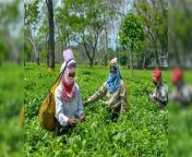 north bengal tea gardens settle for 19 per cent bonus payment for fy23 official.jpg from narth bengal xxx com
