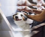 best tick shampoos for dogs say goodbye to ticks and fleas.jpg from dogs indin xxx women bathing