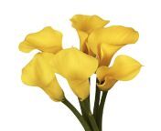 fresh calla lily flower 1648878541 6268282 jpeg from tamil calla