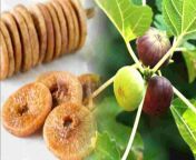 1500x900 628916 anjeer khane ke fayde nuksan khane ka tarika in hindi fig benefits side effects and how to eat figs in hindi.jpg from श्रव के लिये पॉर्न चलचित्र नंगा स्नान