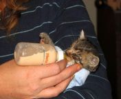oscar the foundling kitten fed with a bottle 56608712.jpg from kitty need milk