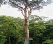 koompasia excelsa 1.jpg from thai tree