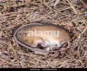 meadow jumping mouse zapus hudsonius in hibernation hnb6n4.jpg from 2ch hk siberian mouse