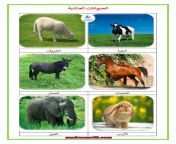 الحيوانات اللاحمة و العاشبة و الكالشة التغذية عند الحيوانات صور madrassatii com 001.png from سكش الحيوانات