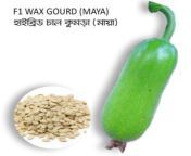 16 wax gourd maya seeds 300x300.jpg from deshi mula