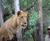 safari adventures lion.jpg from sanay lion