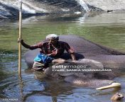 a sri lankan mahout takes a rest with his goad as tusker indi raja takes a bath at a public jpgs612x612wgik20cmhpzid5qlp4rrrpcmsjnlqz54c1bqx7fbcbyujnniy8 from ♥breastfeeding ♥ ✔after he takes a bath
