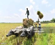 topshot indian farmers load harvested paddy at burha mayong village in morigaon district some jpgs612x612wgik20cnupxlyyqzanivsxkrttclxcnuqs gxyywyqx7 2lgr4 from assam in boro kosari xx