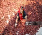 indian woman spreading red chili peppers to dry jpgs1024x1024wgik20c0bsdqec6vx0fwmp45w r8j54tmpi5 rn1x8zjpwvxlo from indian woman spreads