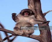 japanese macaque or snow monkey sitting on tree limb jpgs612x612wgik20cq51ojizsw185wzdevw4tfqi tbmo7uaub9nfbnidfri from 马来西亚日得拉约炮line：f68k69性感小妹 fxd