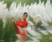 portrait of a rural girl in catkin bush at asulya savar bangla jpgs1024x1024wgik20cxoagk uae3qvp2r33xbgkn r0fjfkuidyu2xt2jao6a from www bangla bush