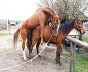 stallion and mare mating in the farmyard jpgs612x612w0k20c k2zljd vjnu6bf yzknae9gabbxfa2gvifhni44du8 from and mare sex