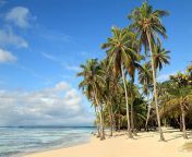 beautiful white sand beach in caribbean islands jpgs612x612w0k20cviwizabh37cvzuu ybxijkumojhuajbd5anuaxhofyy from palm tree on st martin beach istock 55256010 xlarge 2 1 jpg