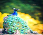 beautiful peacock in palace garden jpgs612x612w0k20cful6bvu04xqja56awjovmnr4toxwfhxa3ftj6i fvly from view full screen indian beautiful bath video making mp4