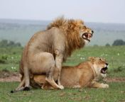 close up of a lion and lioness mating and roaring at each other jpgs612x612w0k20ctanobtketfn9eq lp6kcsxngak1mjce4ccisigevcoc from and lion sex