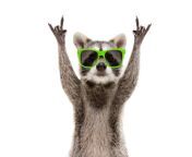 funny raccoon in green sunglasses showing a rock gesture isolated on white background jpgs612x612w0k20ckkziab9q gby5gjf6wwurzeplznrpjzp tn09gb21bi from anmal