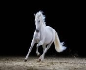 gray stallion galloping jpgs612x612w0k20cyybk9ie51bcmdh0kjr26xwu21vgjcdlwuieq730s5zs from 0white hourse hd wallpaper for mobile jpg