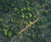 aerial view on the green bush land in the lower zanbezi area in zambia jpgs612x612w0k20c4cn2szuwnzktx11tvqjm4 4u9olpicy2ailbhy435e0 from africa jungle s