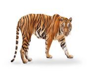 royal tiger isolated on white background clipping path included the tiger is staring at its jpgs612x612w0k20cynym3a wkd6wkir4qnpeqstpgtd90 hsnicphgrnz00 from tiger sex images mod pp