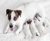 dog breastfeeding puppies jpgs612x612w0k20czxmepel7nyjbjf524hx98x33rem1v9k9pqbohdaof8s from breastfeeding puppy tat