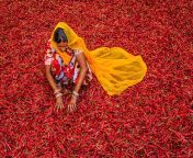 young indian woman sorting red chilli peppers jodhpur india picture id618186086k6m618186086s170667aw0hqnh1my9s1r pwoeiy2kkgyptmvrllimwzpui y3xqeo from indian get cum sort on videoww bangla sayxxxx 1 mxxx chut and bn des