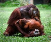 orangutan love mating picture id160522245k6m160522245s612x612w0hvywic qztytje68z6bd71gquv226zua9jkh0c0j3kr8 from monky real sex women and sex women